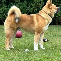 Nico, a male Akita for sale in Saint James, NY – Photo 3 of 7