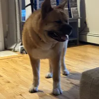 Nico, a male Akita for sale in Saint James, NY – Photo 2 of 7