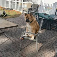 Nico, a male Akita for sale in Saint James, NY – Photo 6 of 7