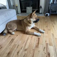 Nico, a male Akita for sale in Saint James, NY – Photo 5 of 7