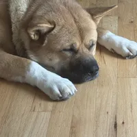 Nico, a male Akita for sale in Saint James, NY – Photo 1 of 7