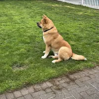 Nico, a male Akita for sale in Saint James, NY – Photo 7 of 7