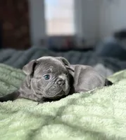 Zena, a female French Bulldog for sale in New York City, NY – 1 of 5