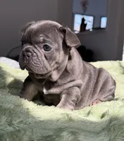 Zena, a female French Bulldog for sale in New York City, NY – 4 of 5