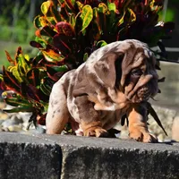 Milo, a male English Bulldog for sale in New York City, NY – 2 of 3