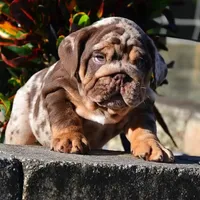 Milo, a male English Bulldog for sale in New York City, NY – 3 of 3