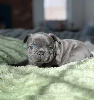 Zena, a female French Bulldog for sale in New York City, NY – 2 of 5