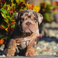 Milo, a male English Bulldog for sale in New York City, NY – 1 of 3