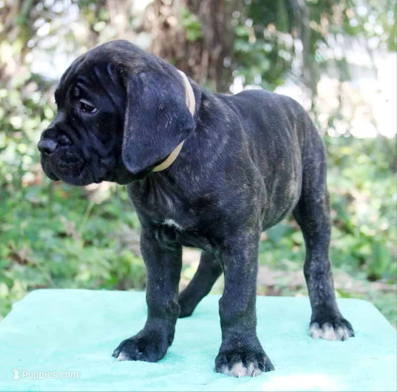 Billie Jean – Cane Corso puppy for sale in Saint Cloud, FL