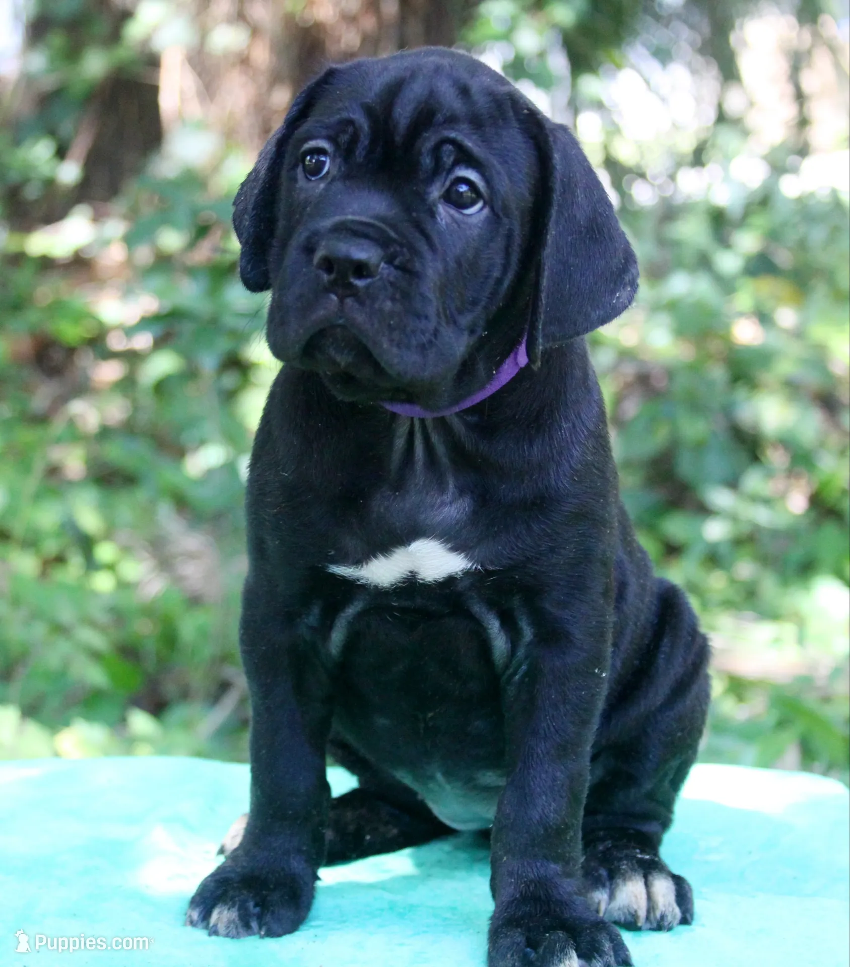 Lucy In The Sky, a female Cane Corso for sale in Saint Cloud, FL – 1 of 3