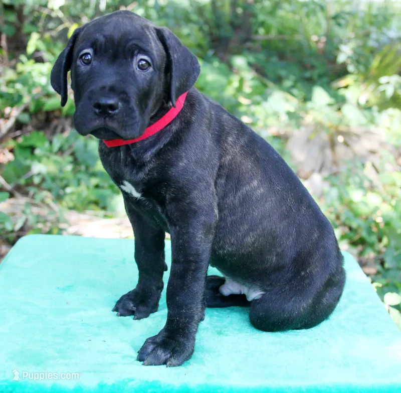 Ozzy – Cane Corso puppy for sale in Saint Cloud, FL