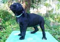 Roxanne, a female Cane Corso for sale in Saint Cloud, FL – 2 of 3