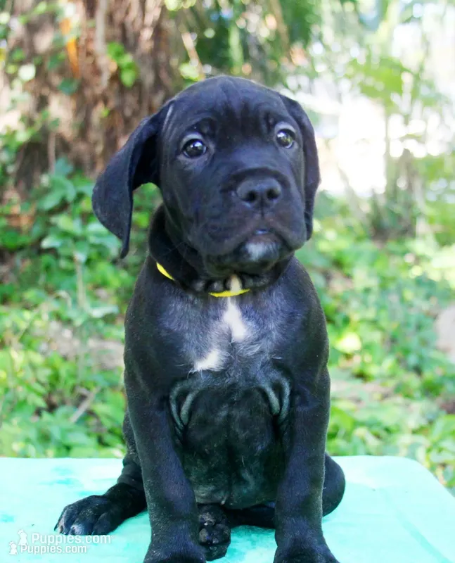 Jolene – Cane Corso puppy for sale in Saint Cloud, FL