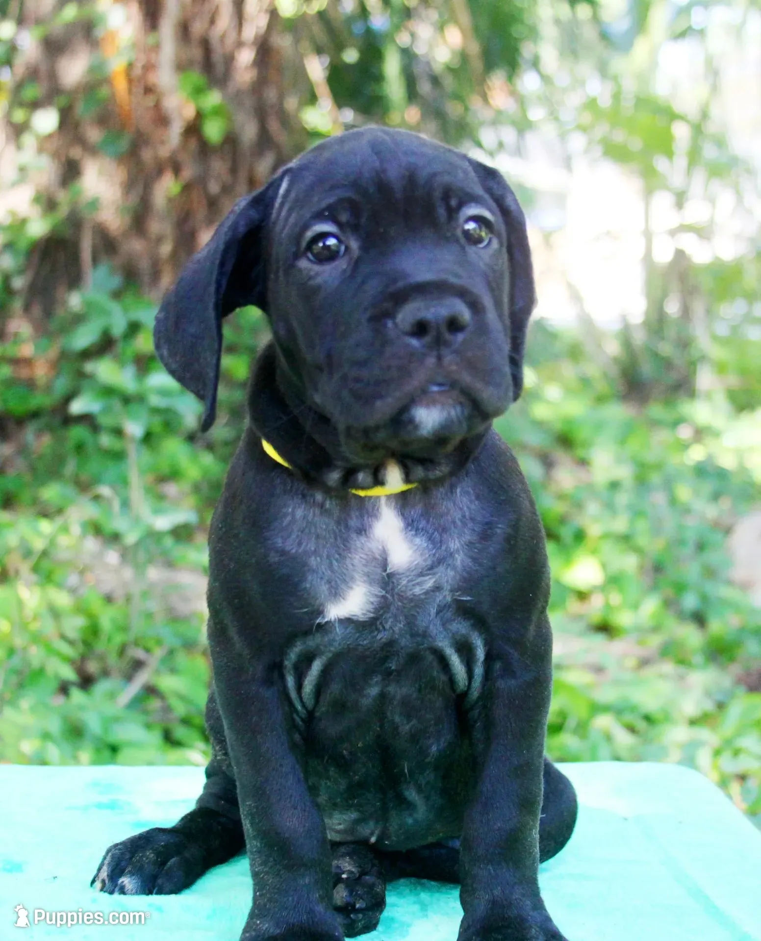 Jolene, a female Cane Corso for sale in Saint Cloud, FL – 1 of 3