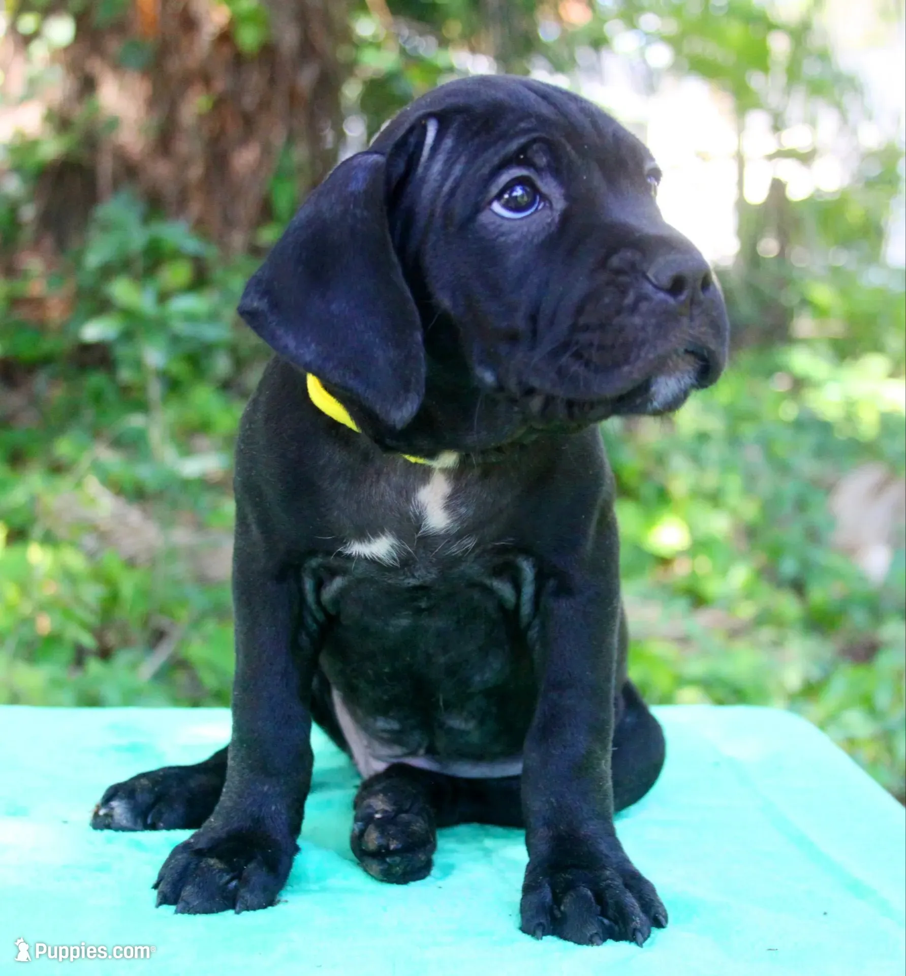 Jolene, a female Cane Corso for sale in Saint Cloud, FL – 2 of 3