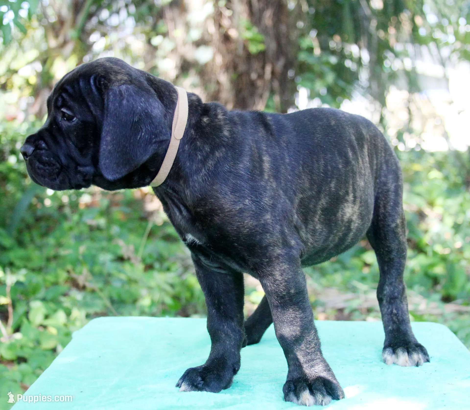 Billie Jean, a female Cane Corso for sale in Saint Cloud, FL – 3 of 3