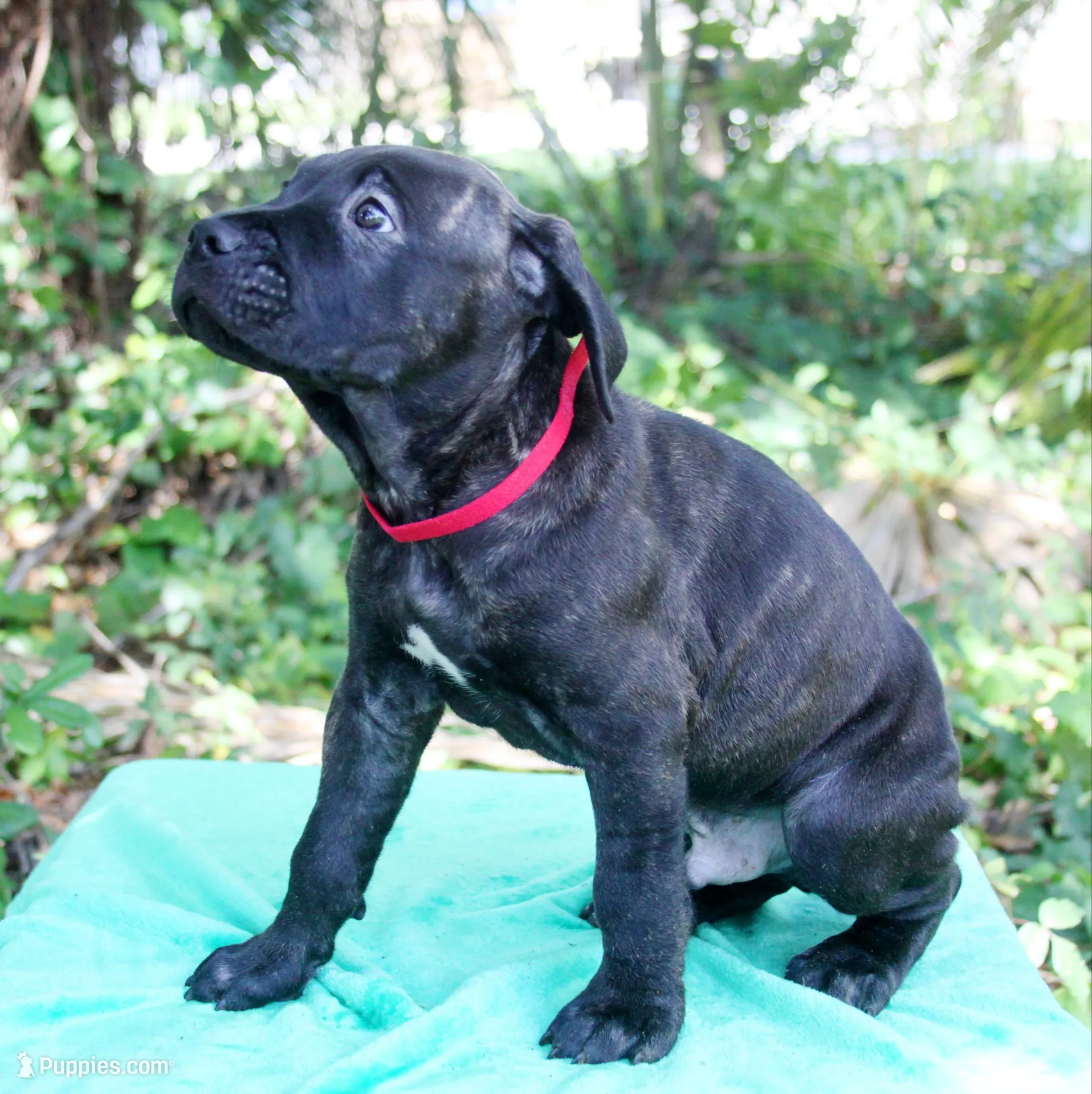 Ozzy, a male Cane Corso for sale in Saint Cloud, FL – 3 of 3