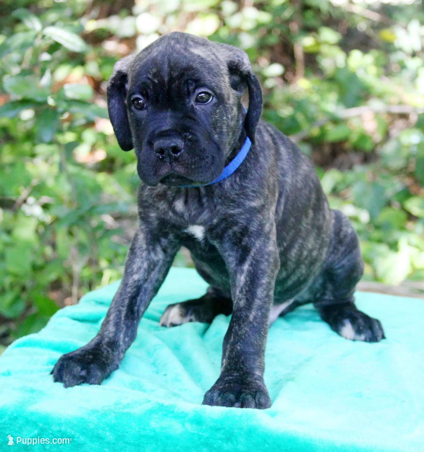 Slash, a male Cane Corso for sale in Saint Cloud, FL – 1 of 3