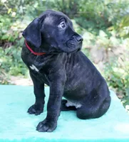 Ozzy, a male Cane Corso for sale in Saint Cloud, FL – 2 of 3