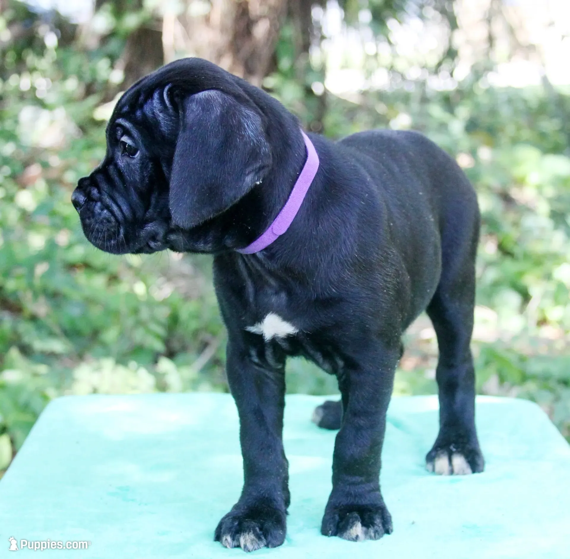 Lucy In The Sky, a female Cane Corso for sale in Saint Cloud, FL – 2 of 3
