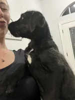 Bailey, a female Cane Corso and Poodle - Standard  for sale in Saint Cloud, FL – Photo 2 of 4