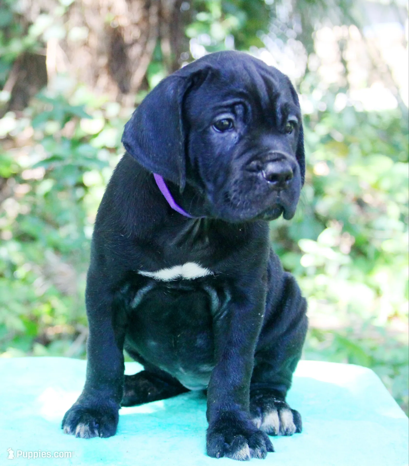 Lucy In The Sky, a female Cane Corso for sale in Saint Cloud, FL – 3 of 3