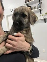 Peanut, a female Cane Corso and Poodle - Standard  for sale in Saint Cloud, FL – Photo 2 of 4