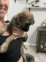 Peanut, a female Cane Corso and Poodle - Standard  for sale in Saint Cloud, FL – Photo 4 of 4