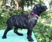 Layla, a female Cane Corso for sale in Saint Cloud, FL – 2 of 2