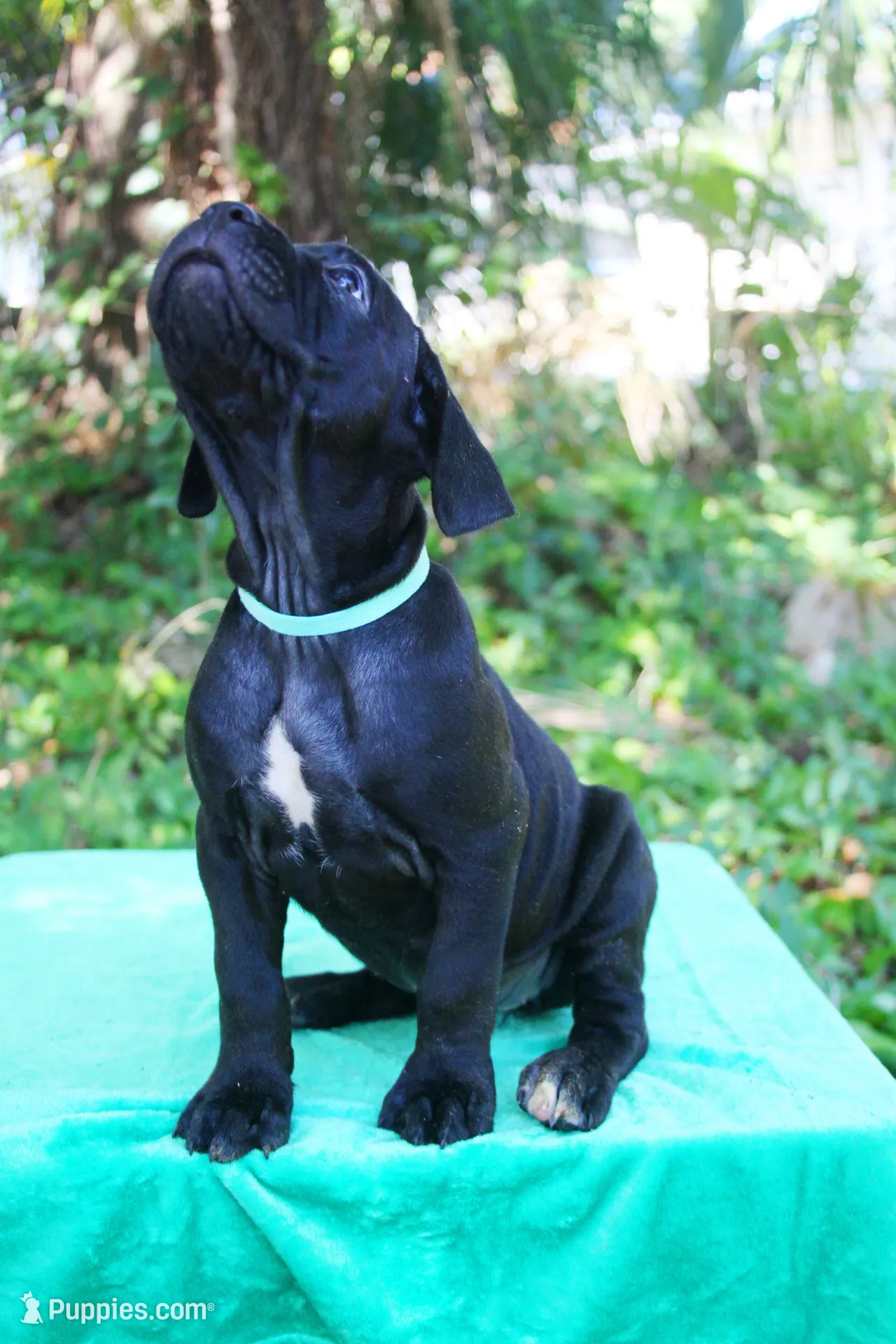 Roxanne, a female Cane Corso for sale in Saint Cloud, FL – 3 of 3
