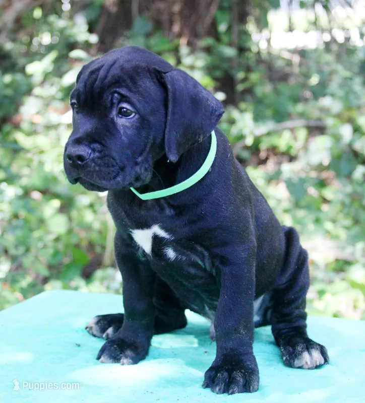 Hendrix – Cane Corso puppy for sale in Saint Cloud, FL