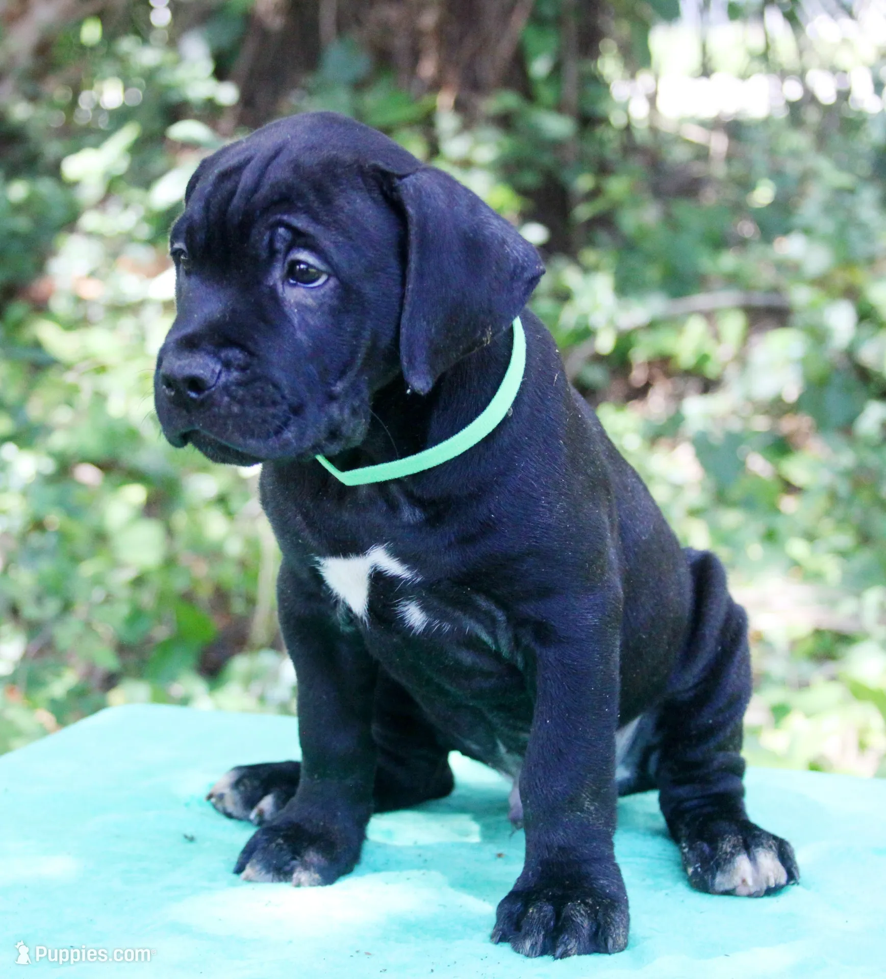 Hendrix, a male Cane Corso for sale in Saint Cloud, FL – 1 of 2