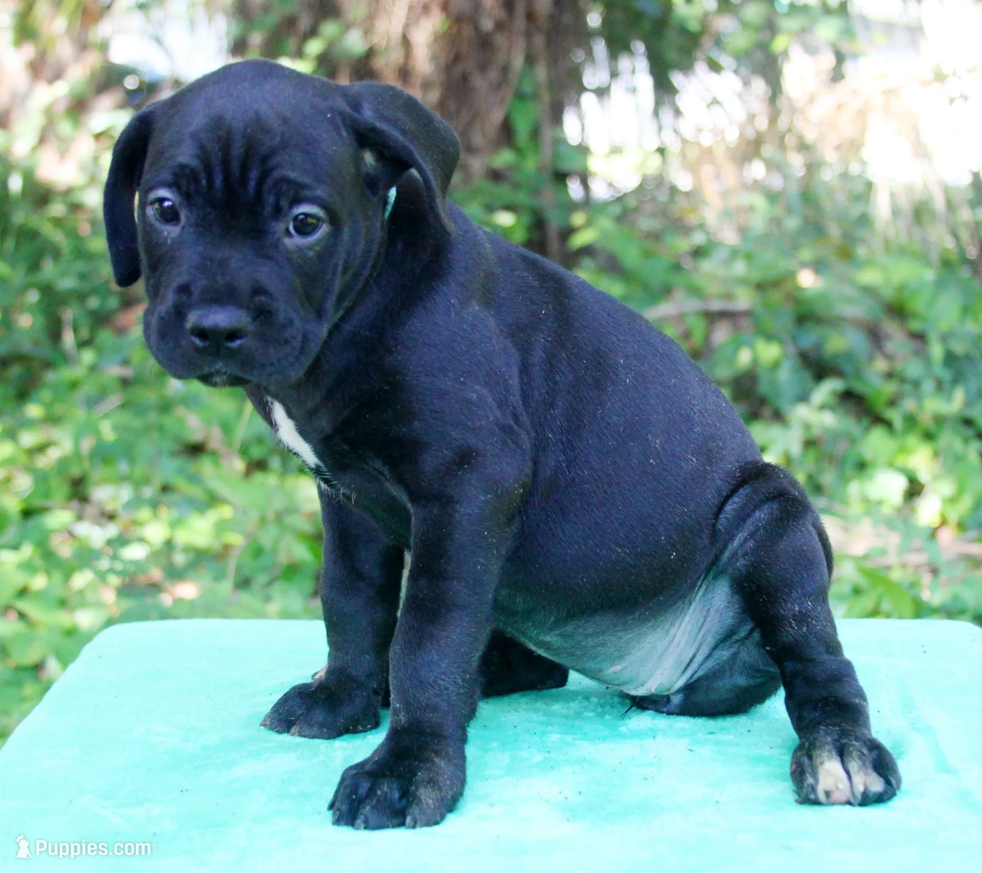 Roxanne, a female Cane Corso for sale in Saint Cloud, FL – 1 of 3