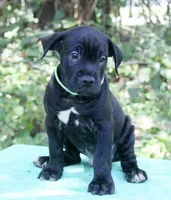 Hendrix, a male Cane Corso for sale in Saint Cloud, FL – 2 of 2