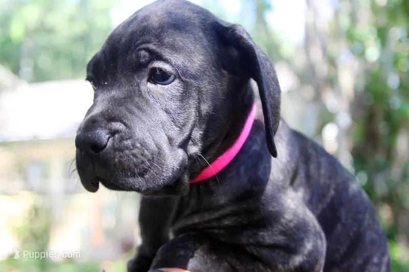 Layla – Cane Corso puppy for sale in Saint Cloud, FL
