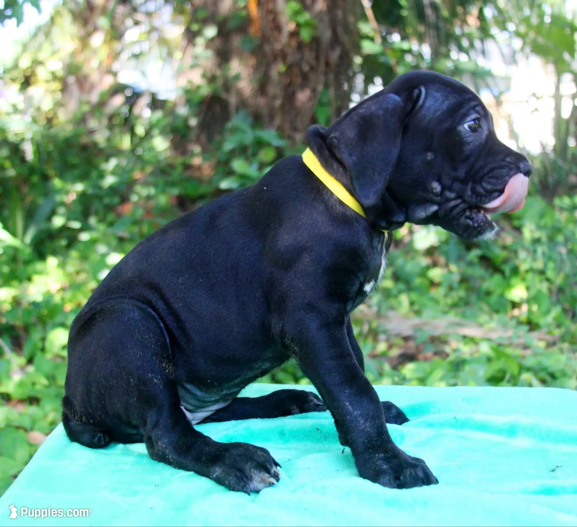Jolene, a female Cane Corso for sale in Saint Cloud, FL – 3 of 3