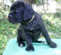Billie Jean, a female Cane Corso for sale in Saint Cloud, FL – 2 of 3