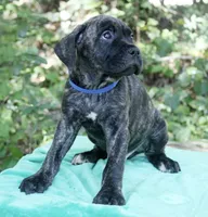 Slash, a male Cane Corso for sale in Saint Cloud, FL – 2 of 3