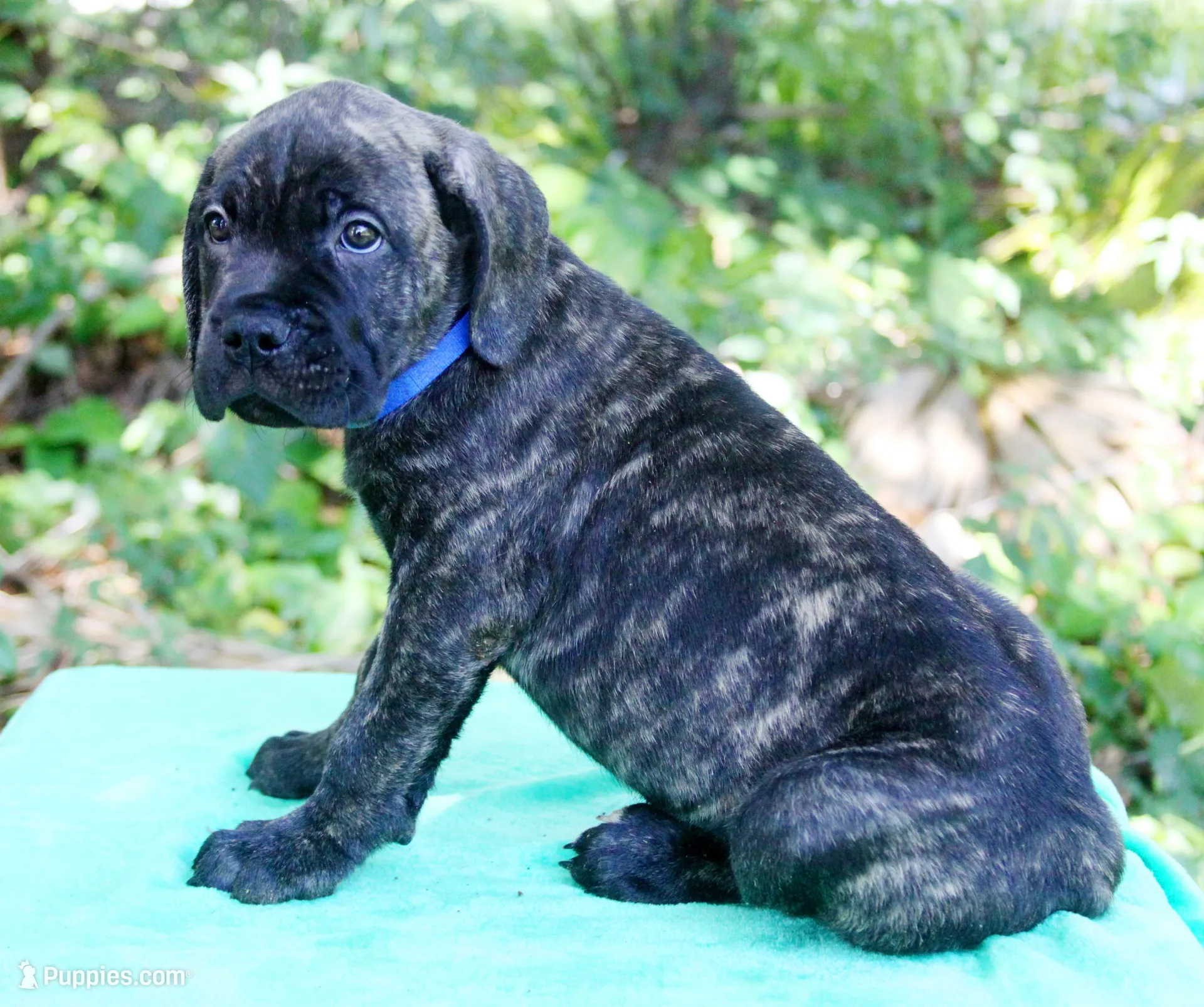 Slash, a male Cane Corso for sale in Saint Cloud, FL – 3 of 3