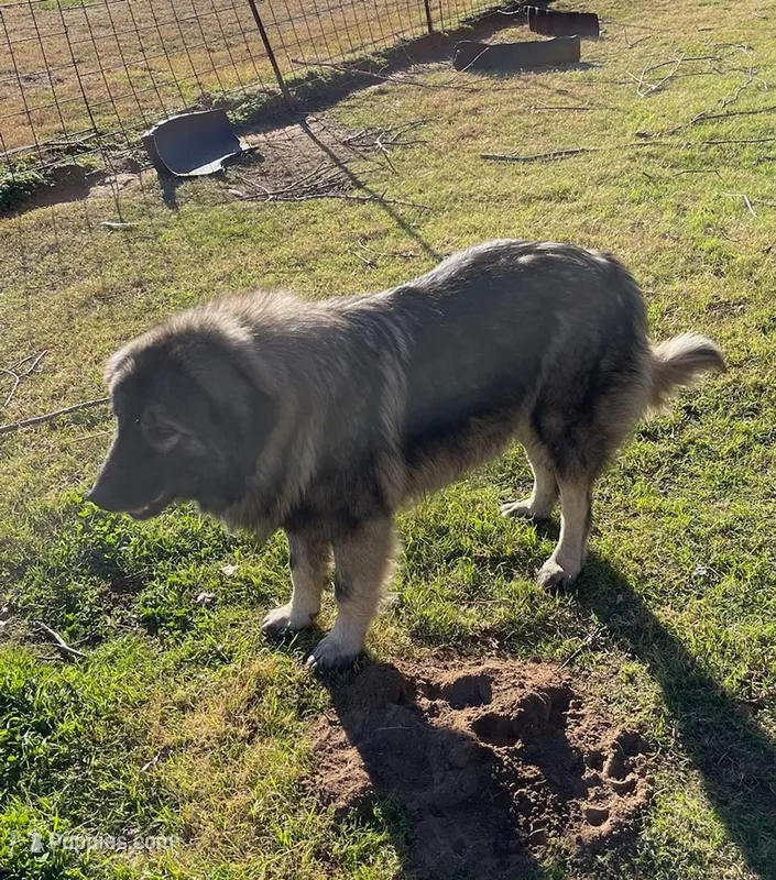 Nova – Sarplaninac puppy on hold in Terlton, OK