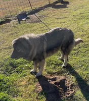 Nova, a female Sarplaninac for sale in Terlton, OK – 1 of 1