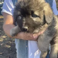Odin's Charlie, a male Sarplaninac for sale in Terlton, OK – Photo 1 of 6