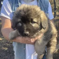 Odin's Charlie, a male Sarplaninac for sale in Terlton, OK – Photo 2 of 6