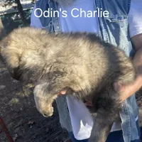 Odin's Charlie, a male Sarplaninac for sale in Terlton, OK – Photo 5 of 6
