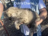 processed/0f184a9e-b919-4e09-8bb5-7b8dc1387447/listing/76fe6545-d974-47c1-a6df-ddf60bc11732/704d7e3f-c214-4297-b057-1c52d0a35fda