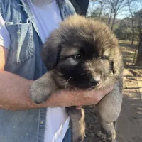 Odin's Charlie, a male Sarplaninac for sale in Terlton, OK – Photo 3 of 6