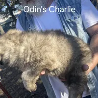 Odin's Charlie, a male Sarplaninac for sale in Terlton, OK – Photo 4 of 6