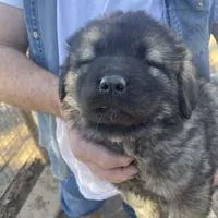 Odin's Caspian, a male Sarplaninac for sale in Terlton, OK – Photo 1 of 5