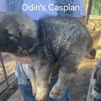 Odin's Caspian, a male Sarplaninac for sale in Terlton, OK – Photo 3 of 5