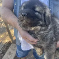 Odin's Caspian, a male Sarplaninac for sale in Terlton, OK – Photo 2 of 5